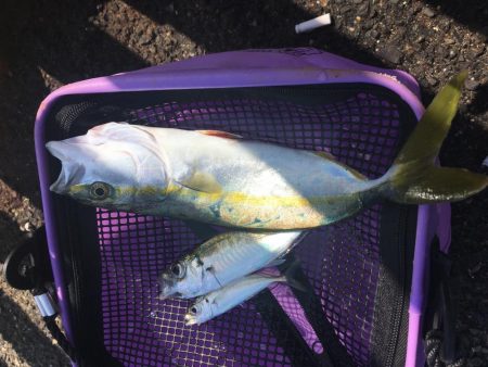 朝からジグサビキ